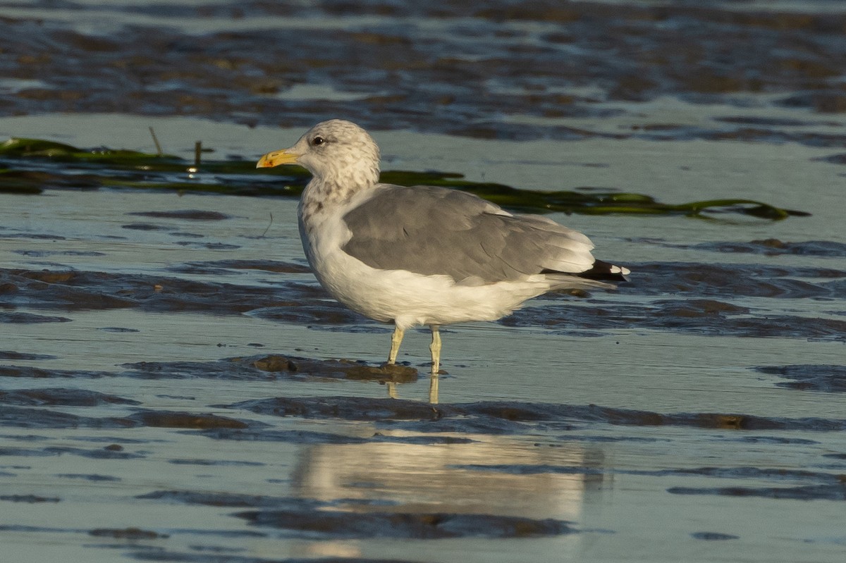 California Gull - Robert Raffel