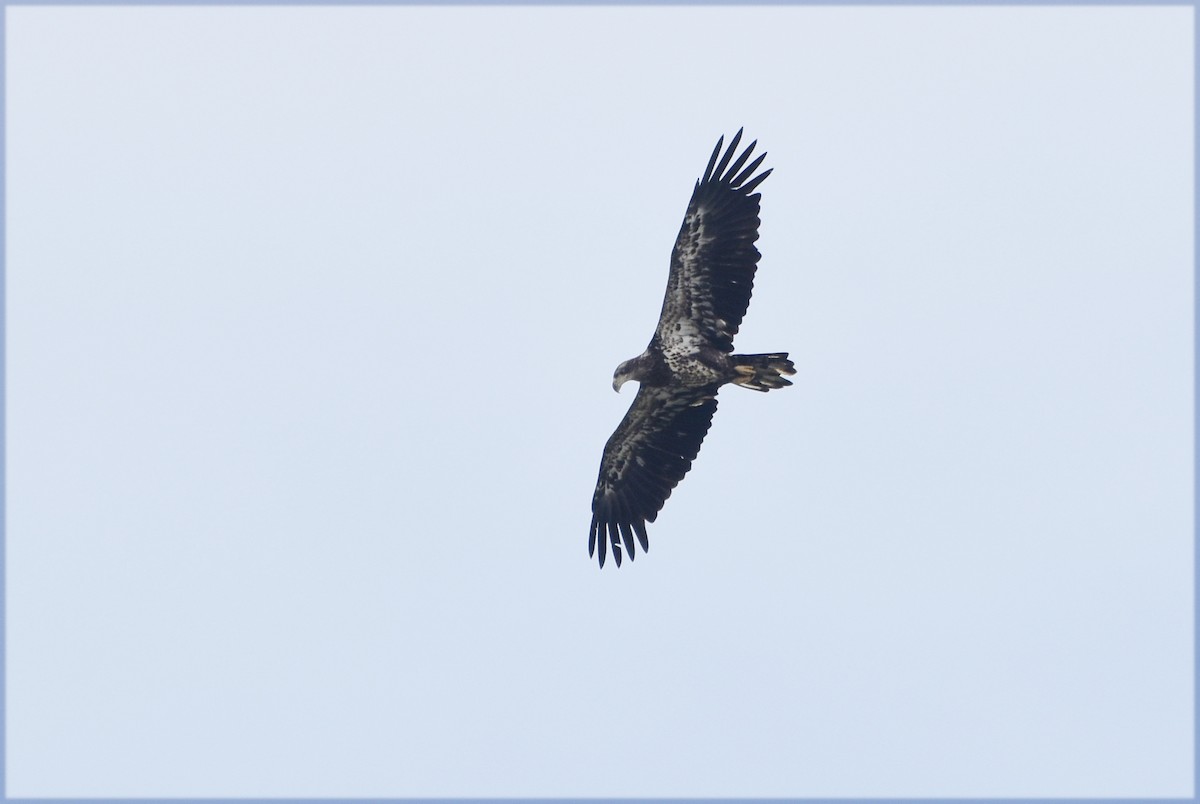 Bald Eagle - ML622739525