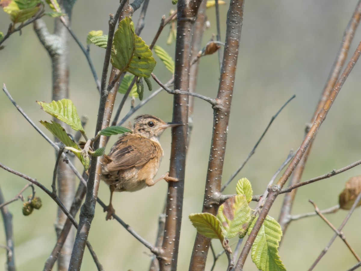 Marsh Wren - ML622739553