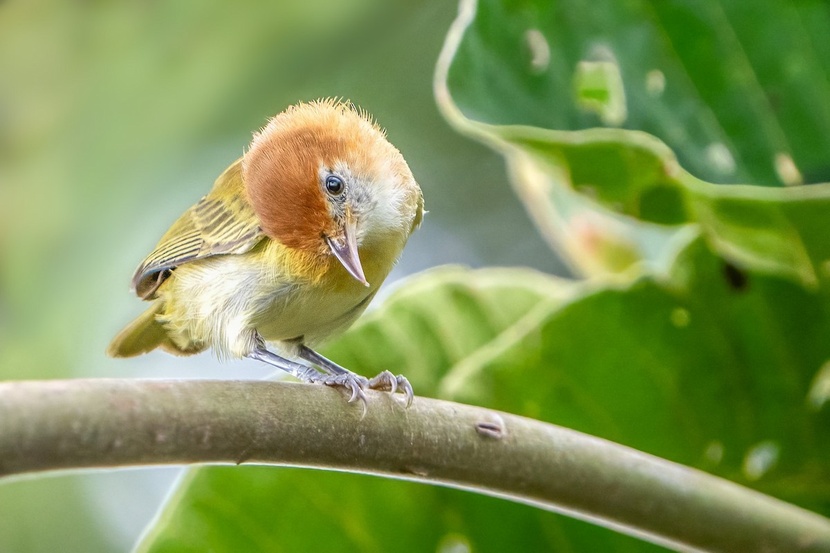 Rufous-naped Greenlet - ML622739583