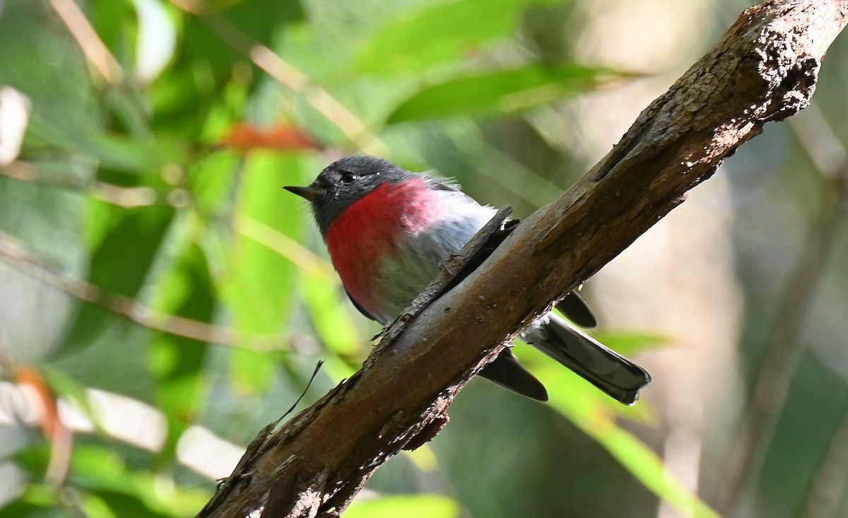 Rose Robin - ML622739585