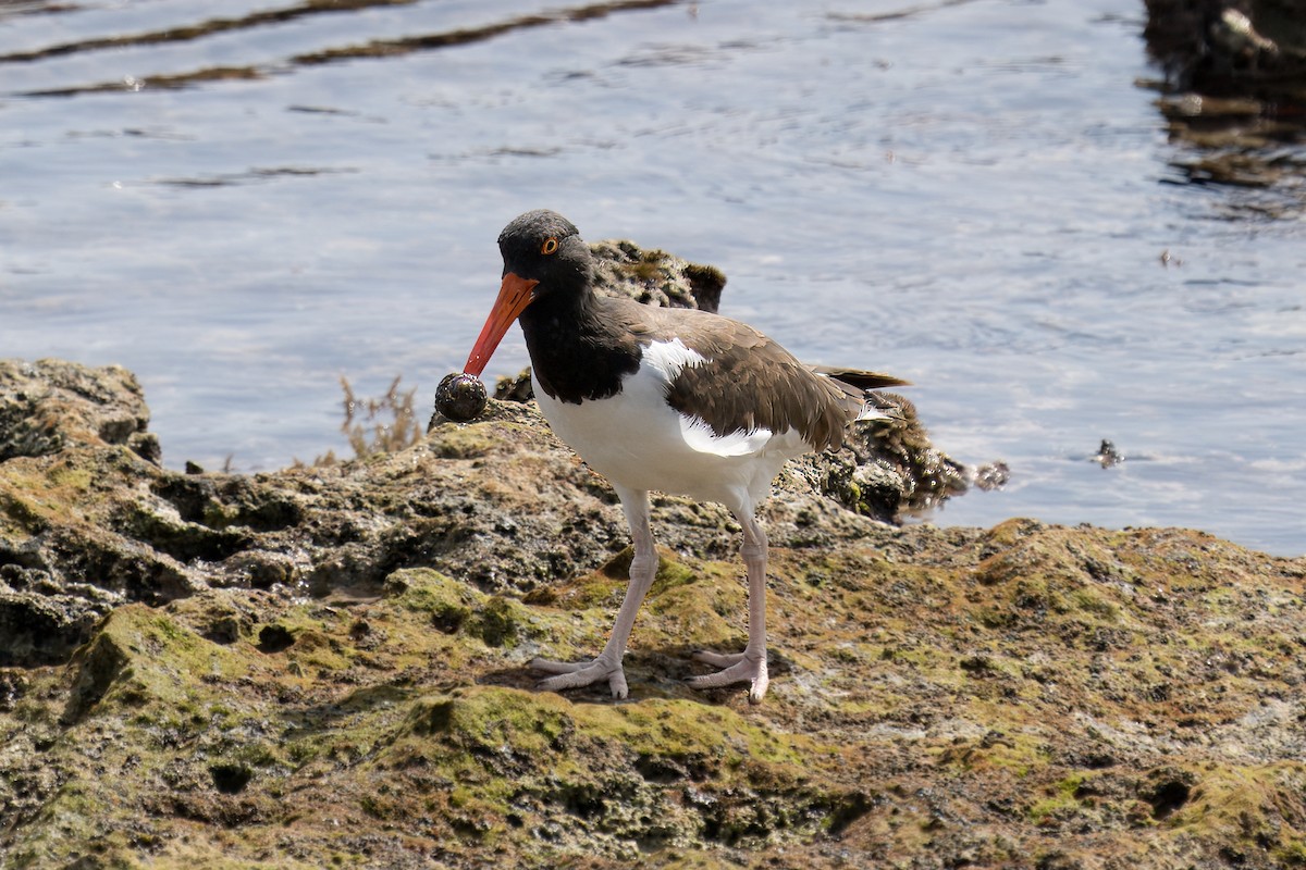 American Oystercatcher - ML622739602