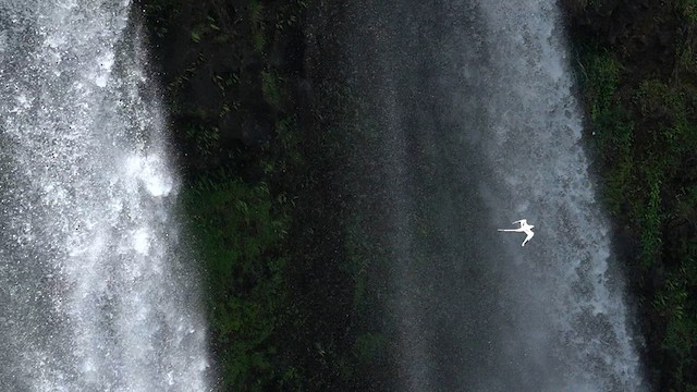 White-tailed Tropicbird (Pacific) - ML622739604