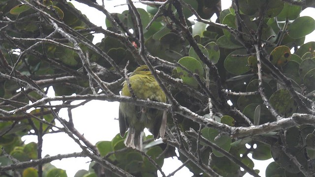 Amakihi familier (virens) - ML622739620