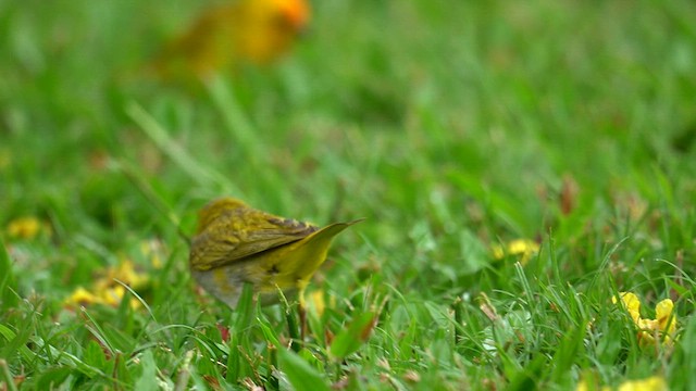 Saffron Finch - ML622739645