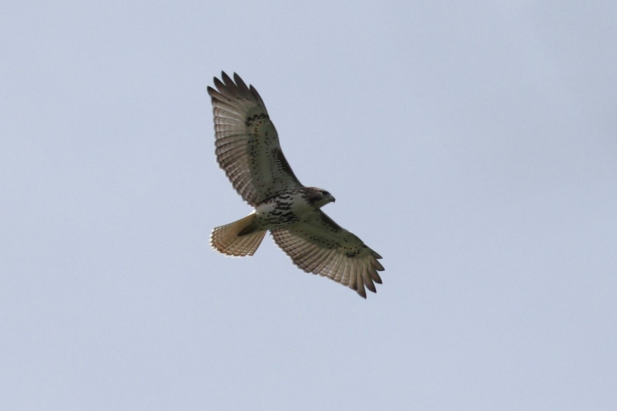 Red-tailed Hawk - ML622739646