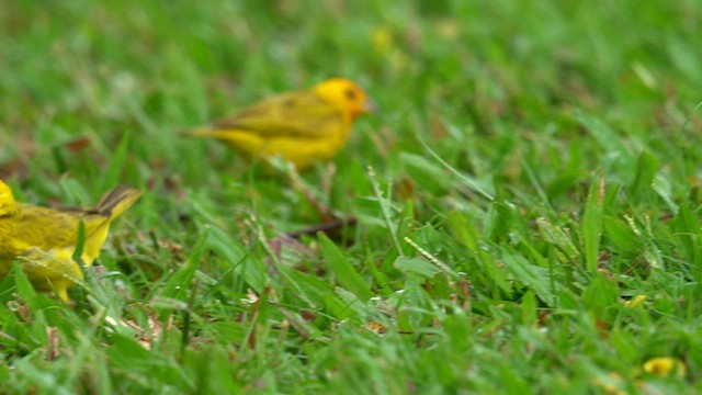 Saffron Finch - ML622739648