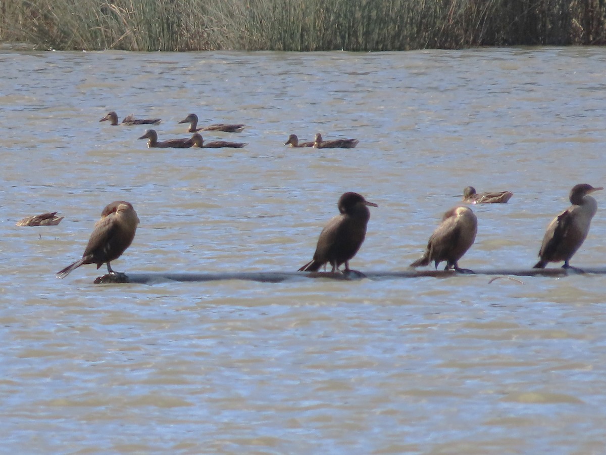 Double-crested Cormorant - ML622739664