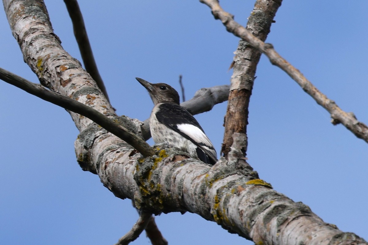 Red-headed Woodpecker - ML622739683