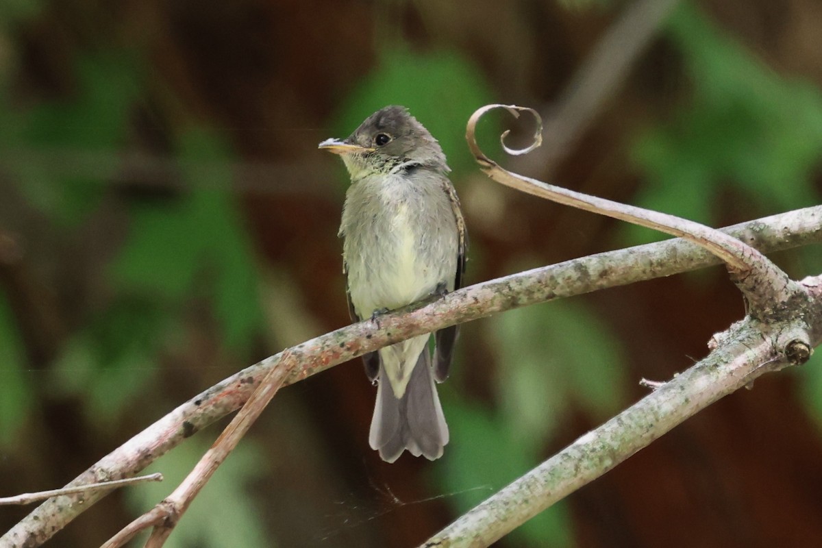 Eastern Wood-Pewee - ML622739700