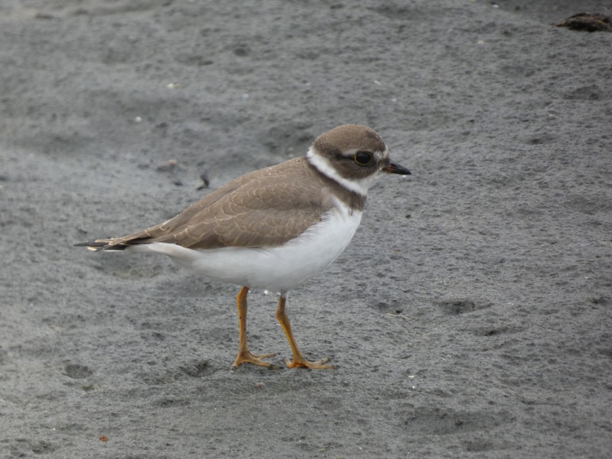 Semipalmated Plover - ML622739714