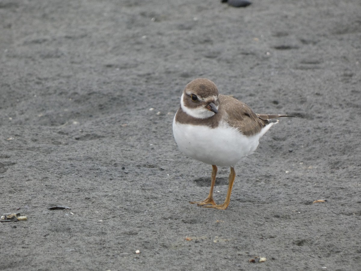 Semipalmated Plover - ML622739715