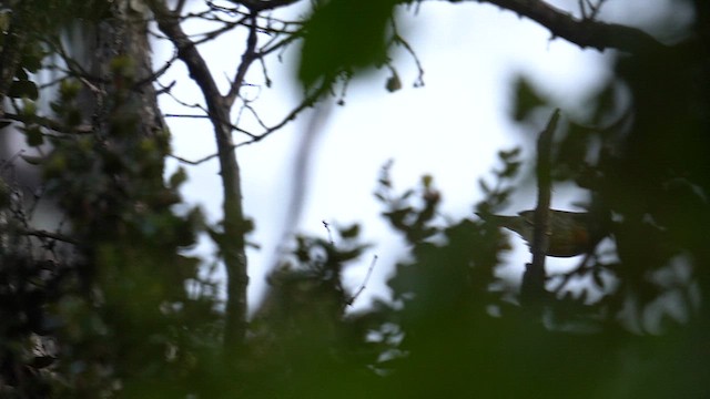 Red-billed Leiothrix - ML622739732