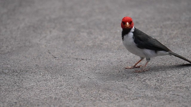 Yellow-billed Cardinal - ML622739794