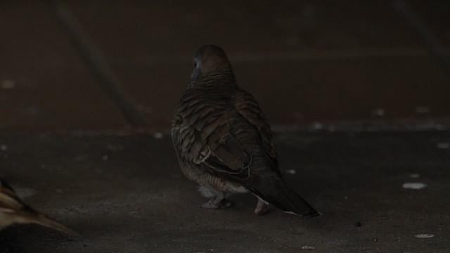 Zebra Dove - ML622739807
