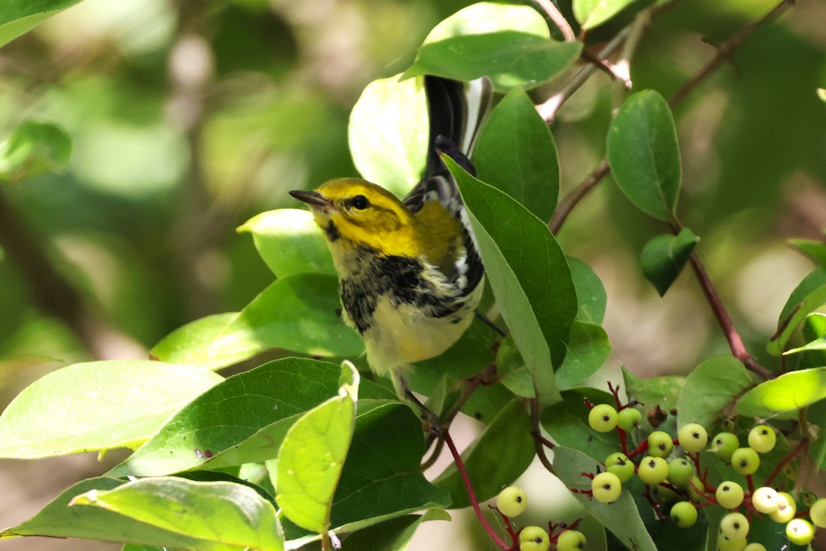 Black-throated Green Warbler - ML622739809