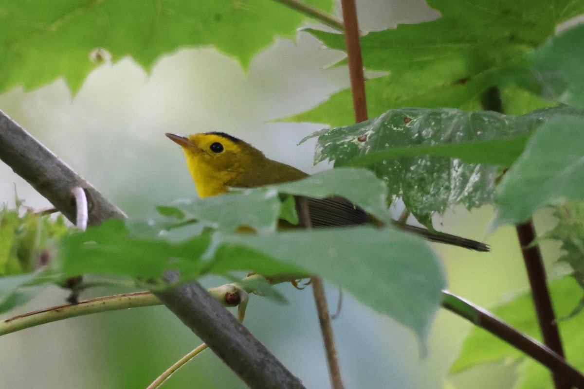 Wilson's Warbler - ML622739814