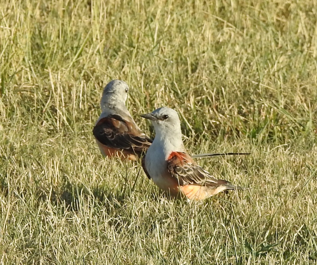 Scissor-tailed Flycatcher - ML622739817