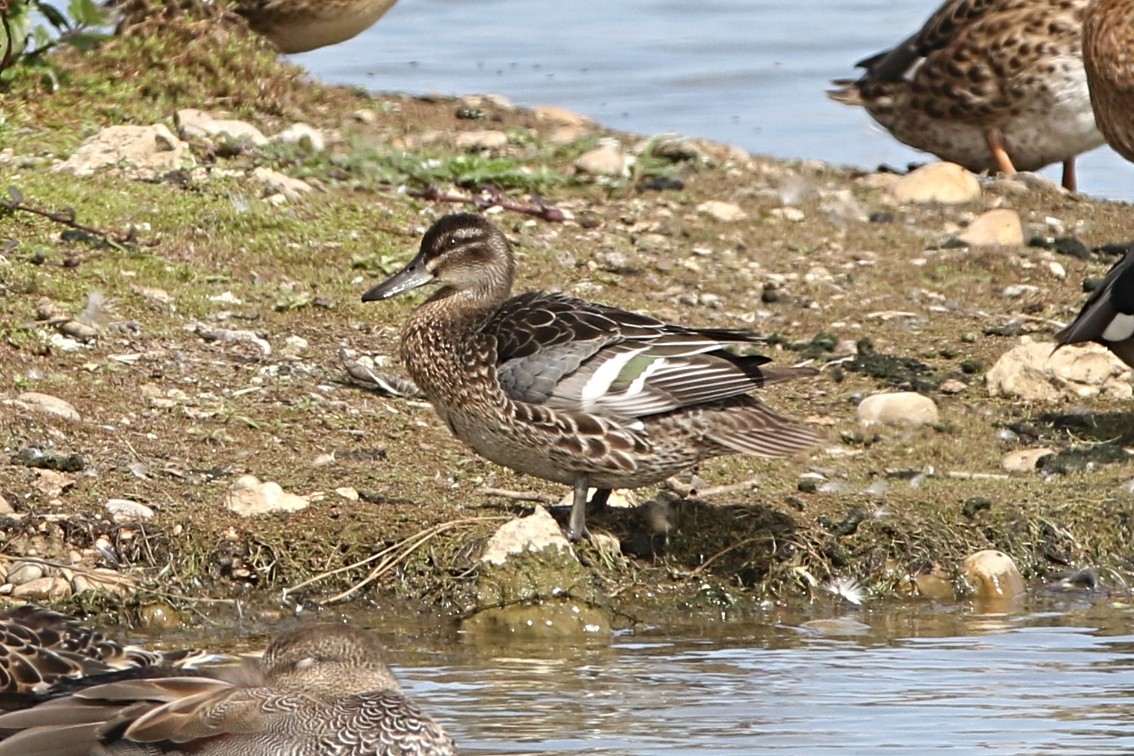 Garganey - ML622739824