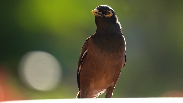 Common Myna - ML622739828