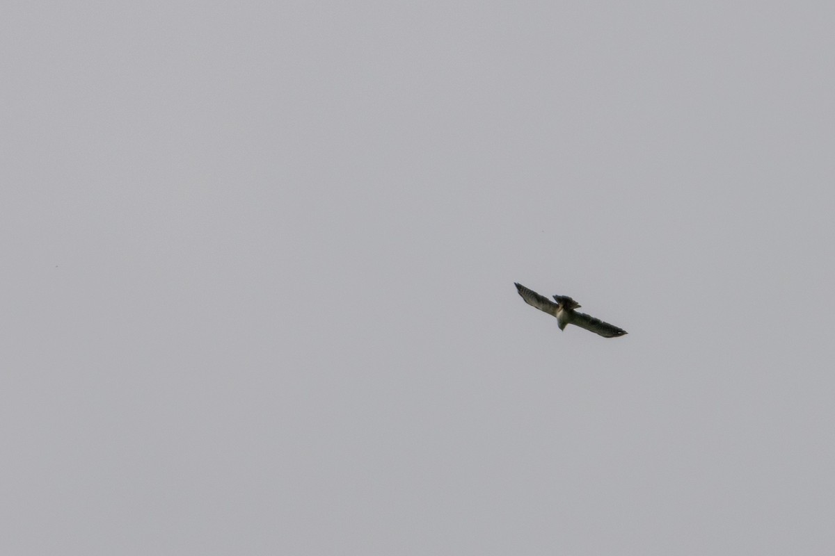 Short-tailed Hawk - Ralph Blokker