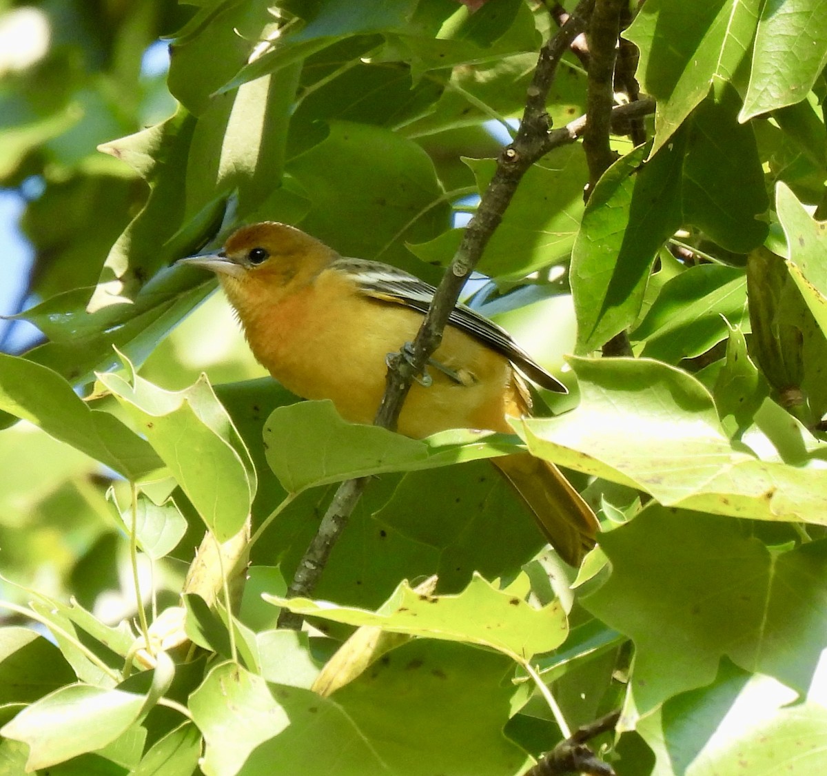Baltimore Oriole - ML622739904