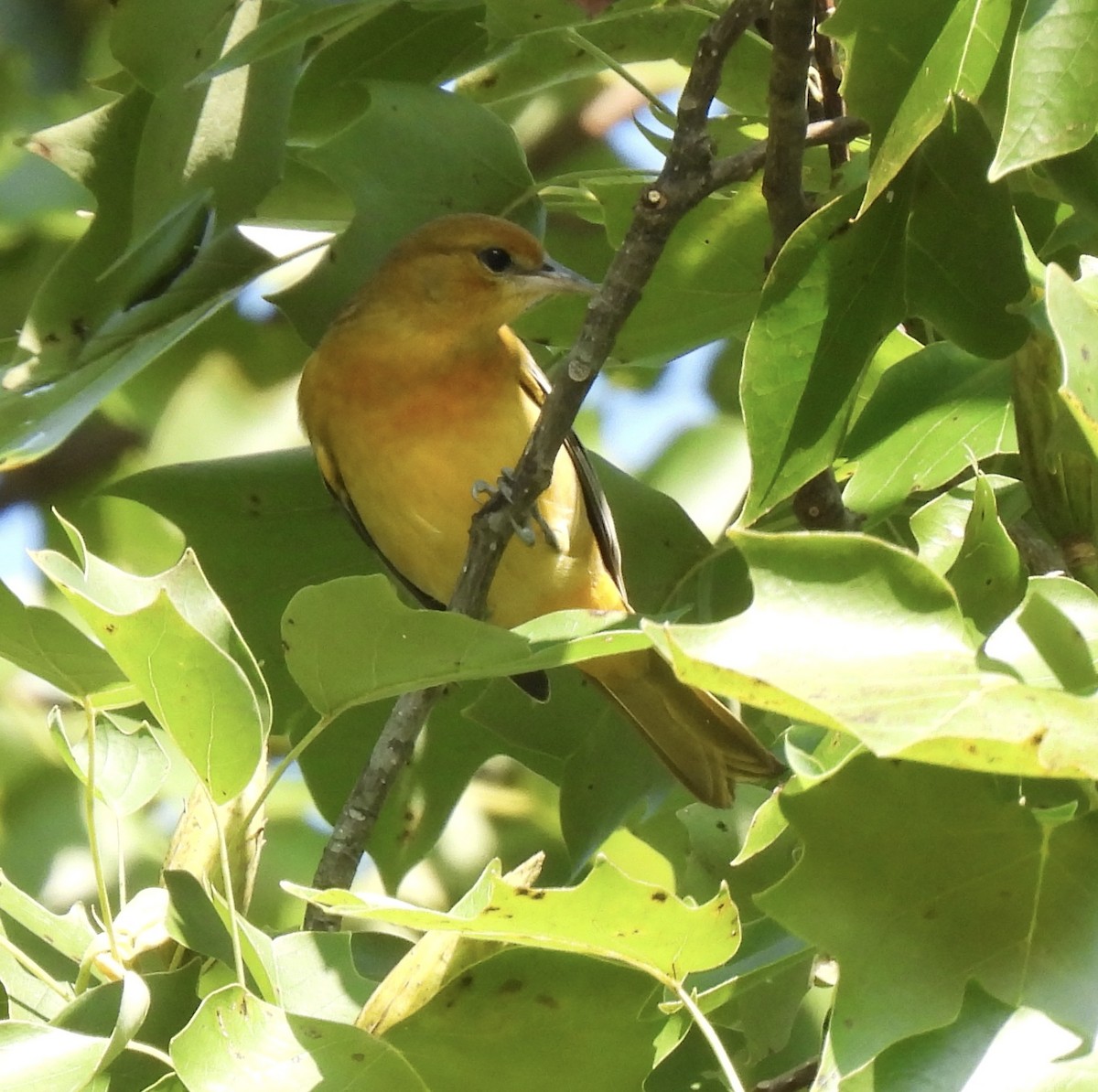 Baltimore Oriole - ML622739905