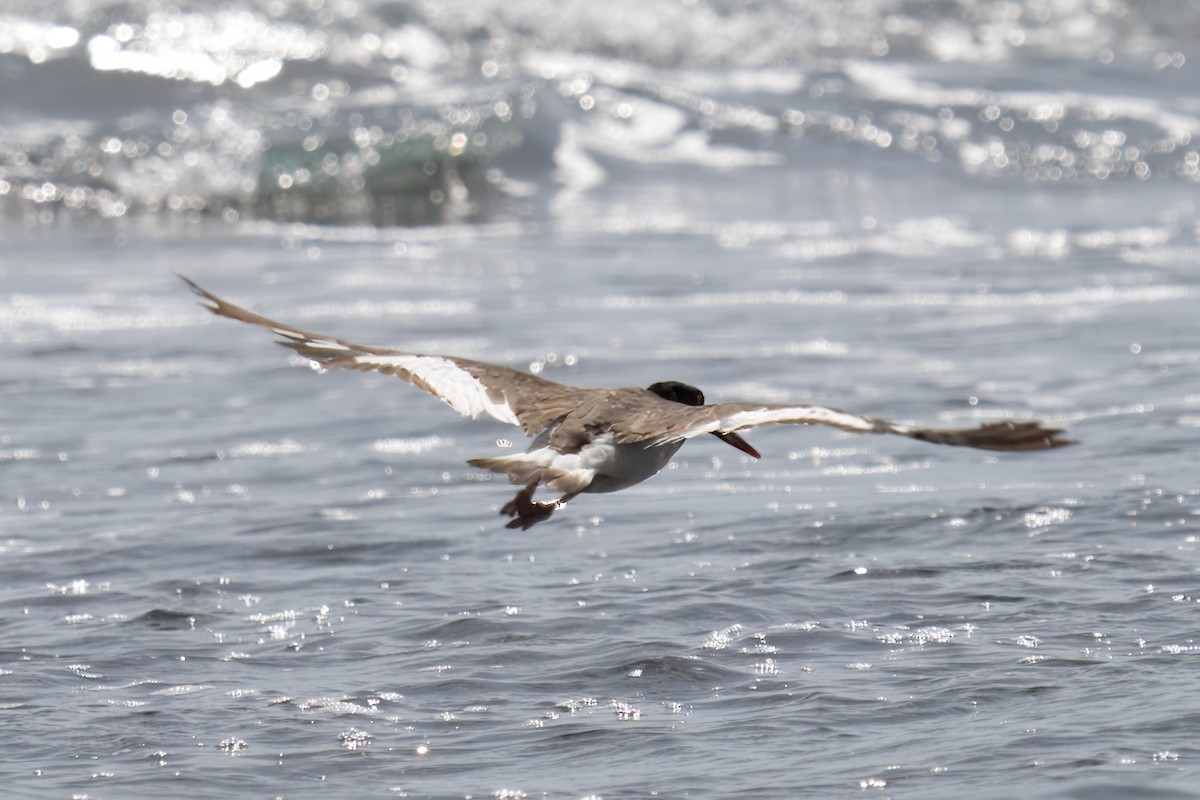 American Oystercatcher - ML622739934