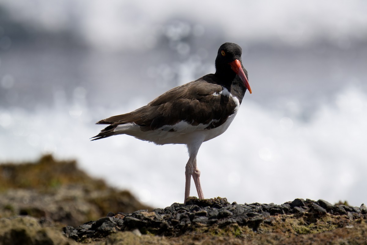 American Oystercatcher - ML622739935