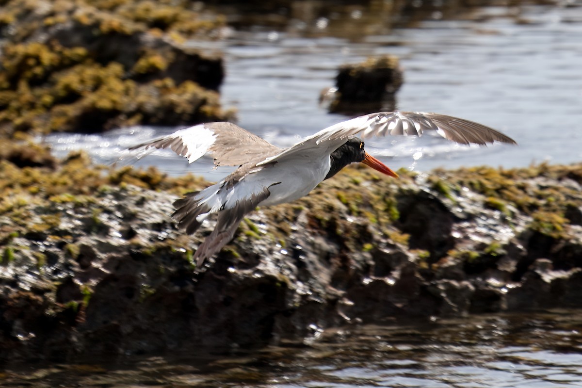 American Oystercatcher - Paco Luengo