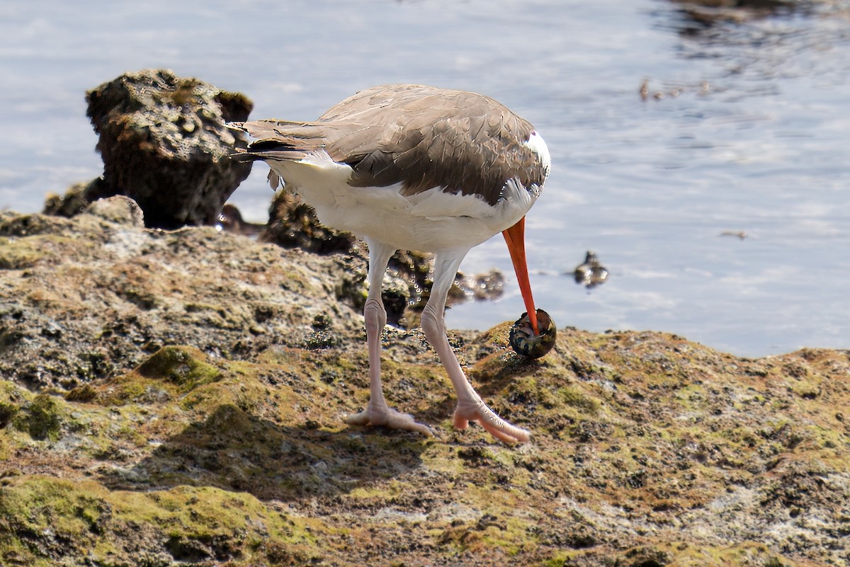 American Oystercatcher - ML622739939