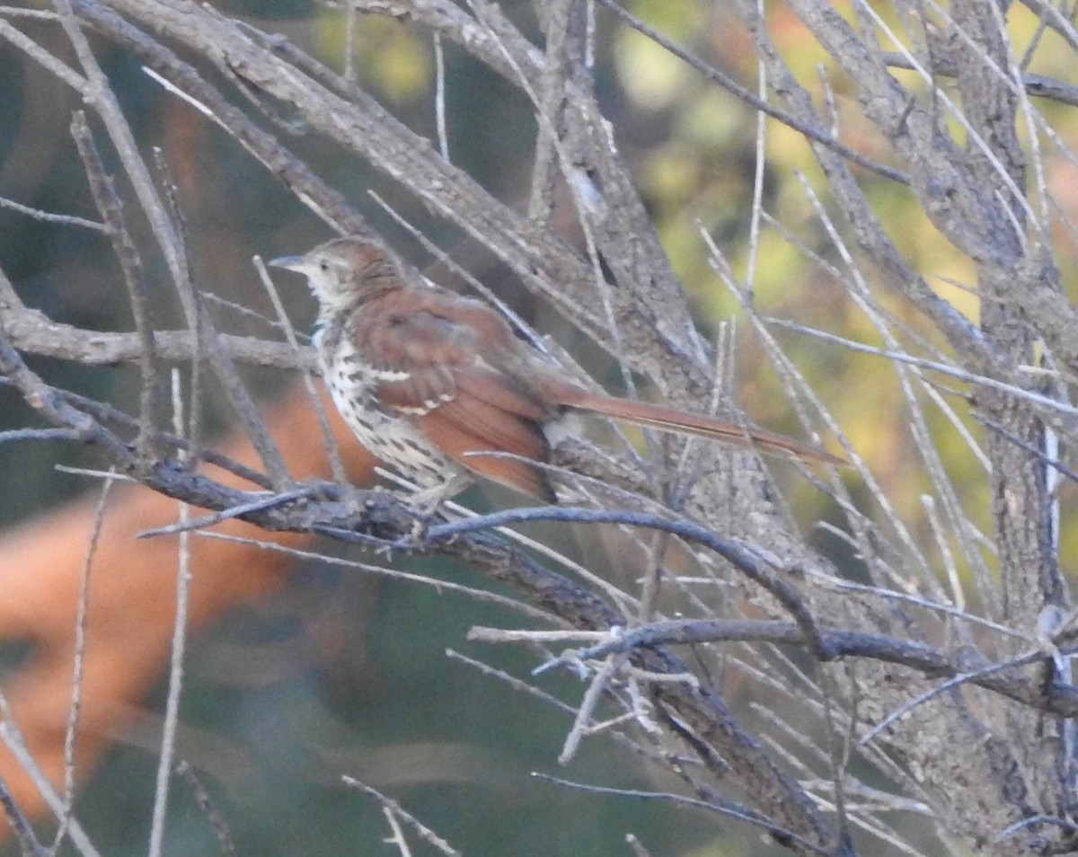 Brown Thrasher - Carol Morgan