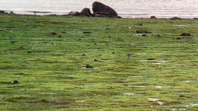 Bécasseau sanderling - ML622739991