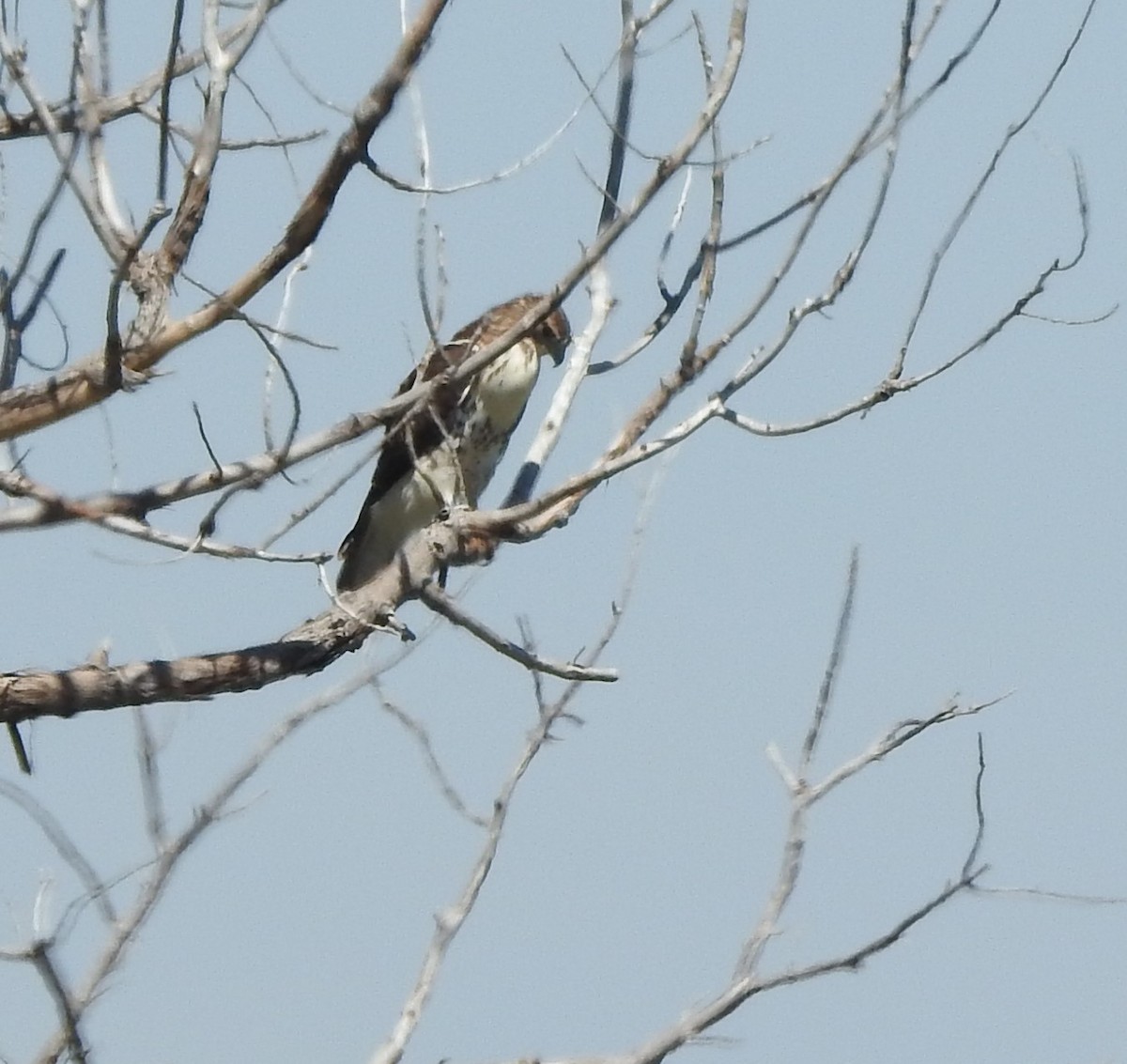 Red-tailed Hawk - ML622740068