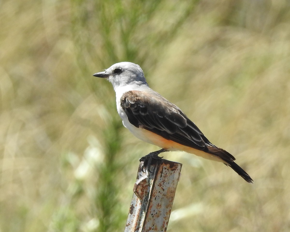 Scissor-tailed Flycatcher - ML622740082