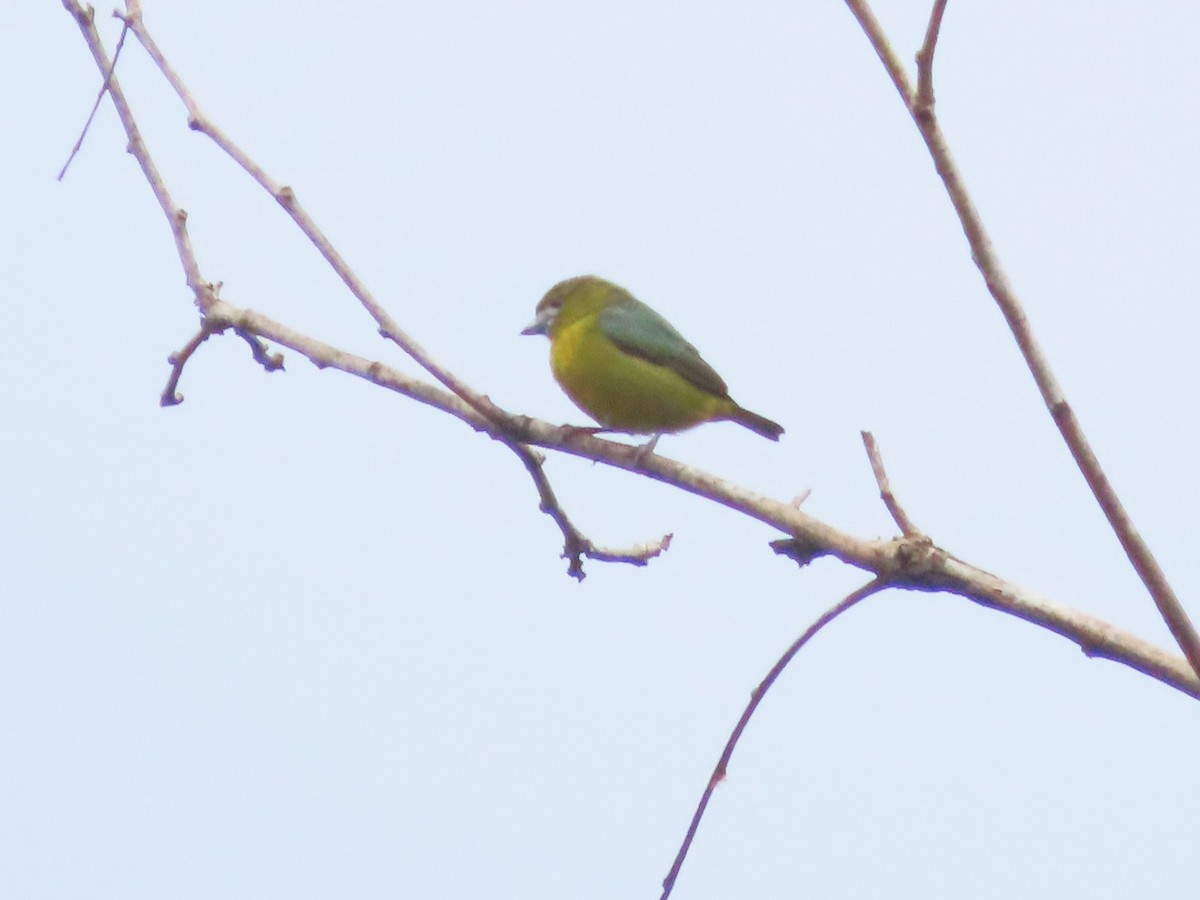 Golden-bellied Euphonia - ML622740085