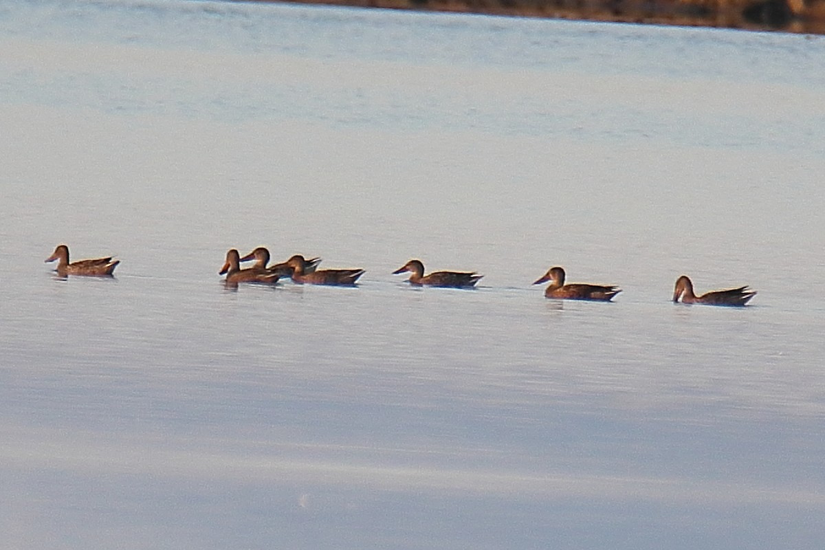 Northern Shoveler - Juan Sebastian Barrero