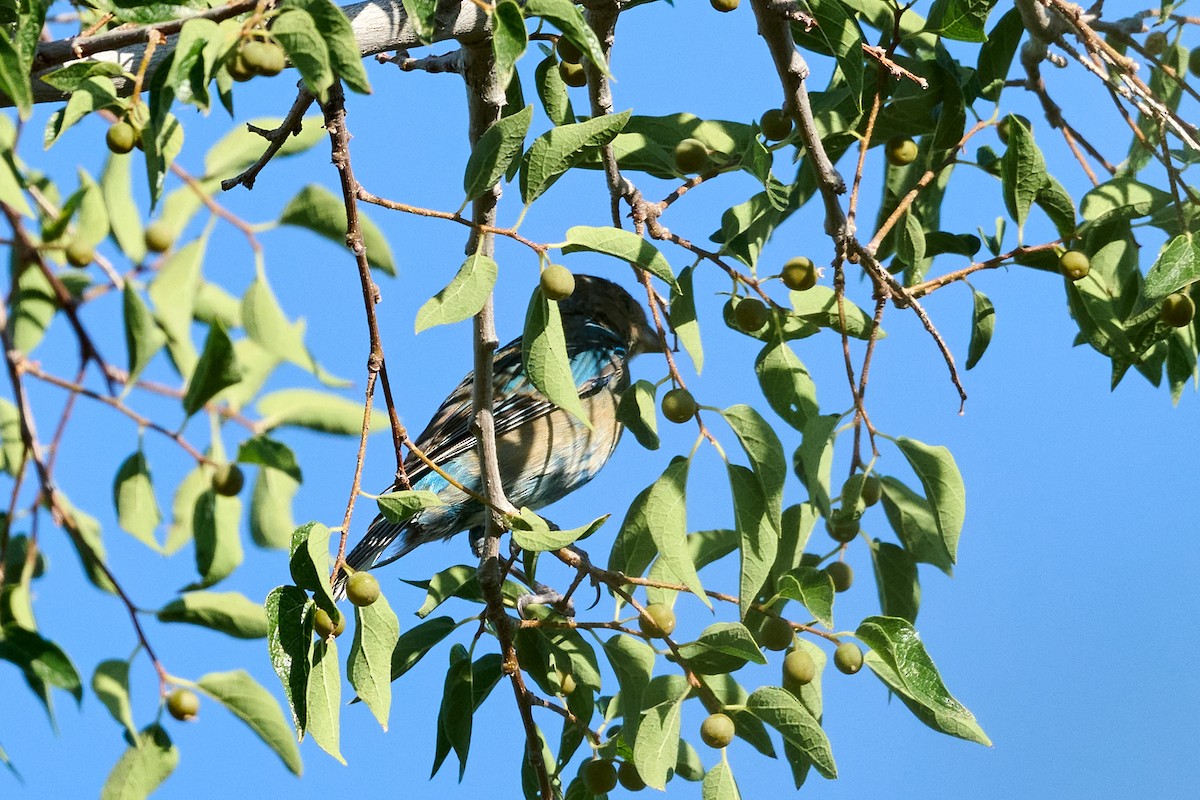 Indigo Bunting - ML622740159