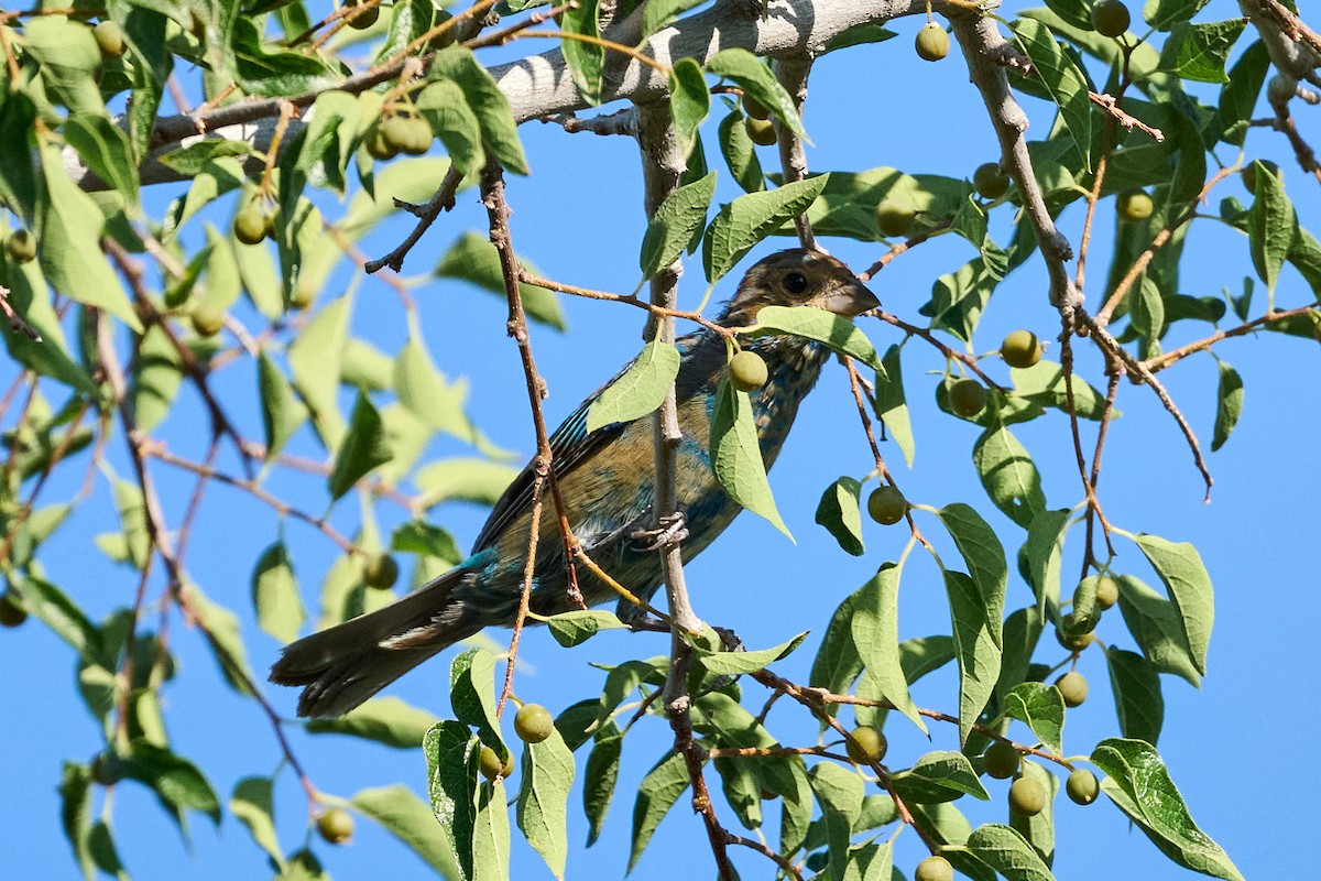 Indigo Bunting - ML622740160