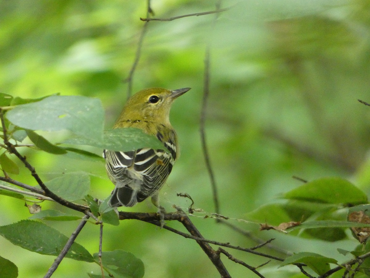 Bay-breasted Warbler - ML622740177