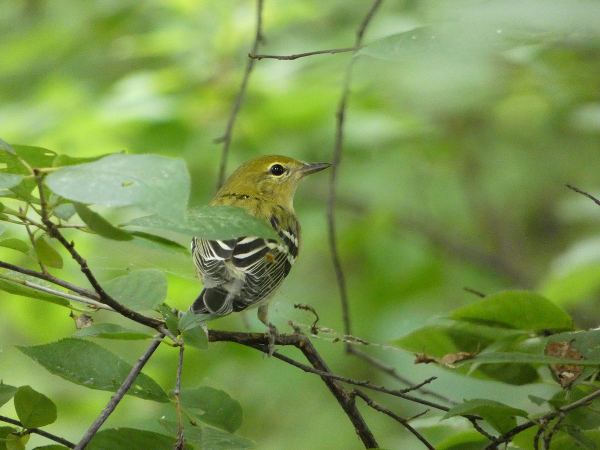 Bay-breasted Warbler - ML622740178