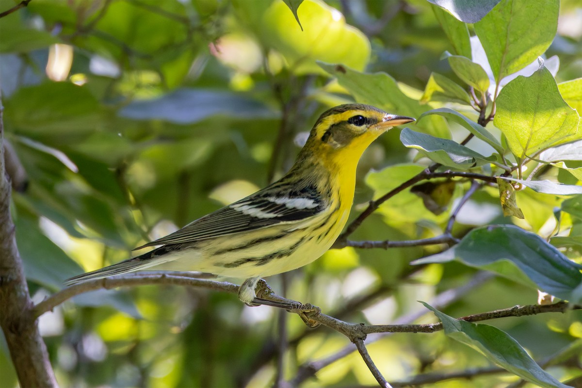 lesňáček jedlovcový - ML622740208