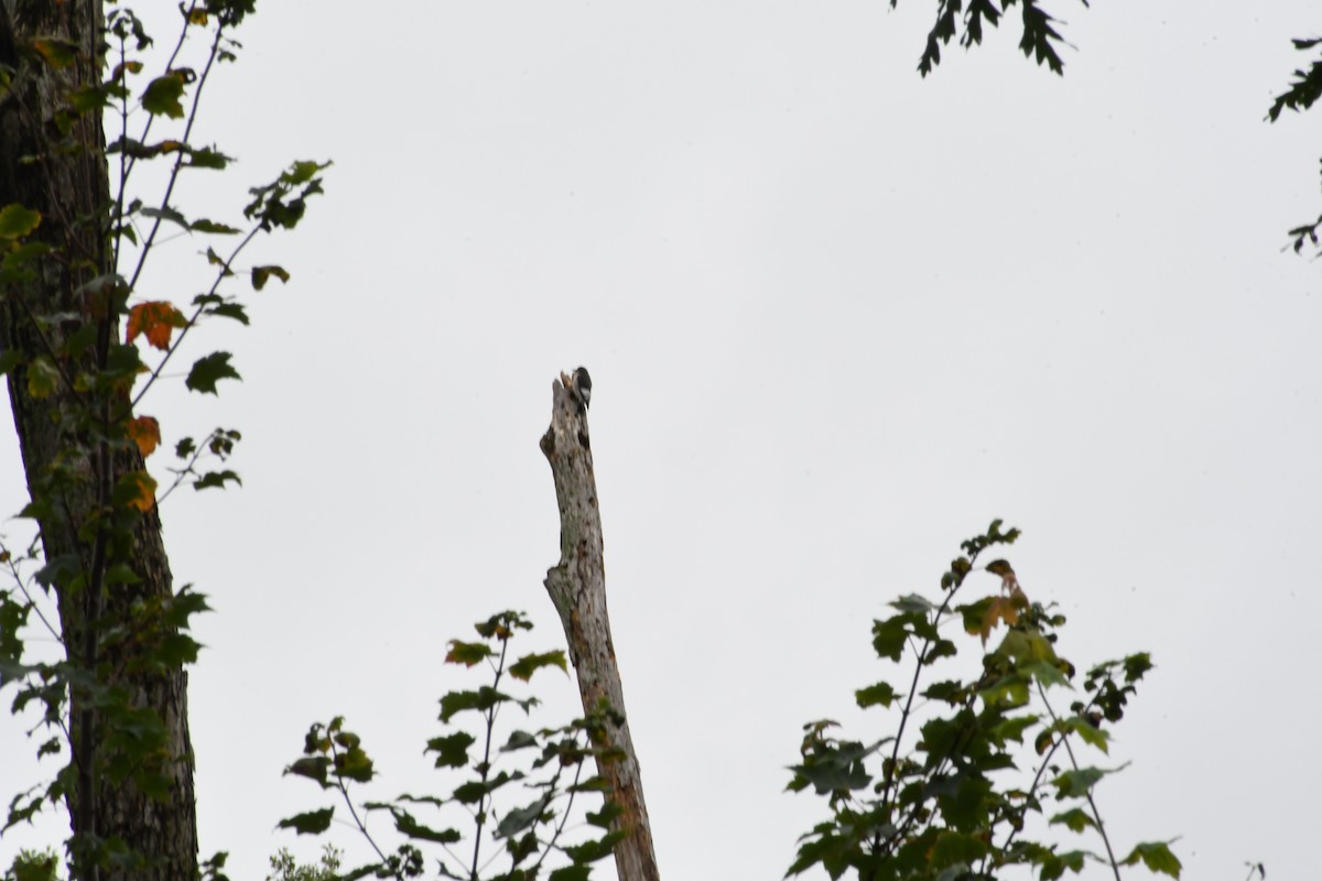 Red-headed Woodpecker - ML622740222