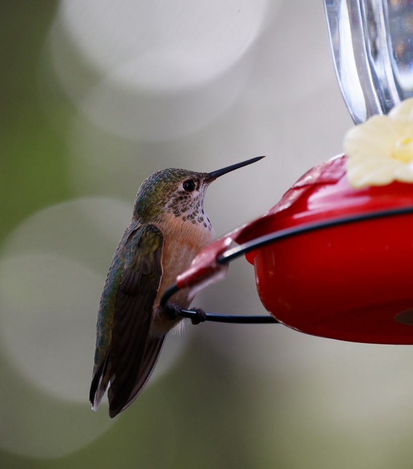 Calliope Hummingbird - Jennyq Fu