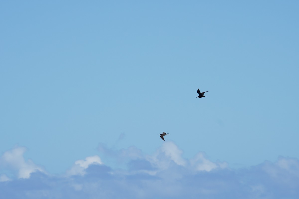 Black Noddy (melanogenys) - Ethan Kang