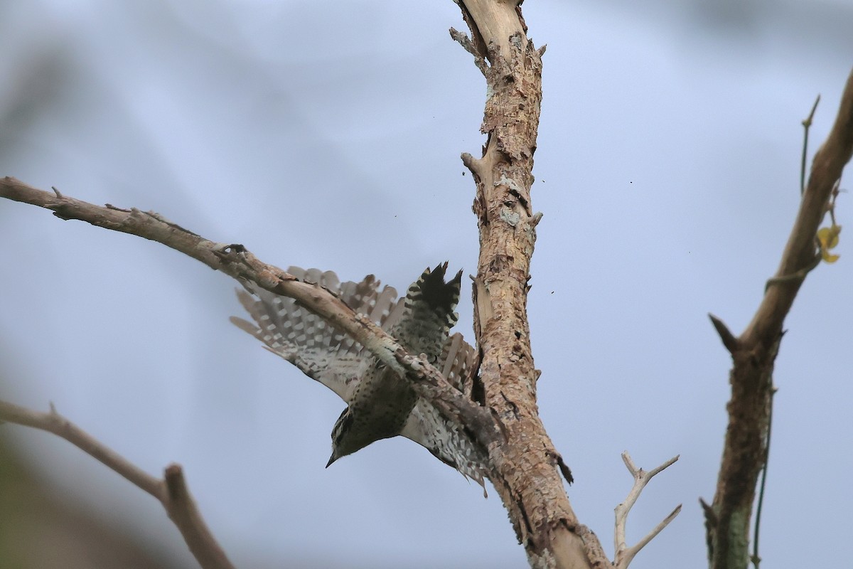 Ladder-backed Woodpecker - ML622740335