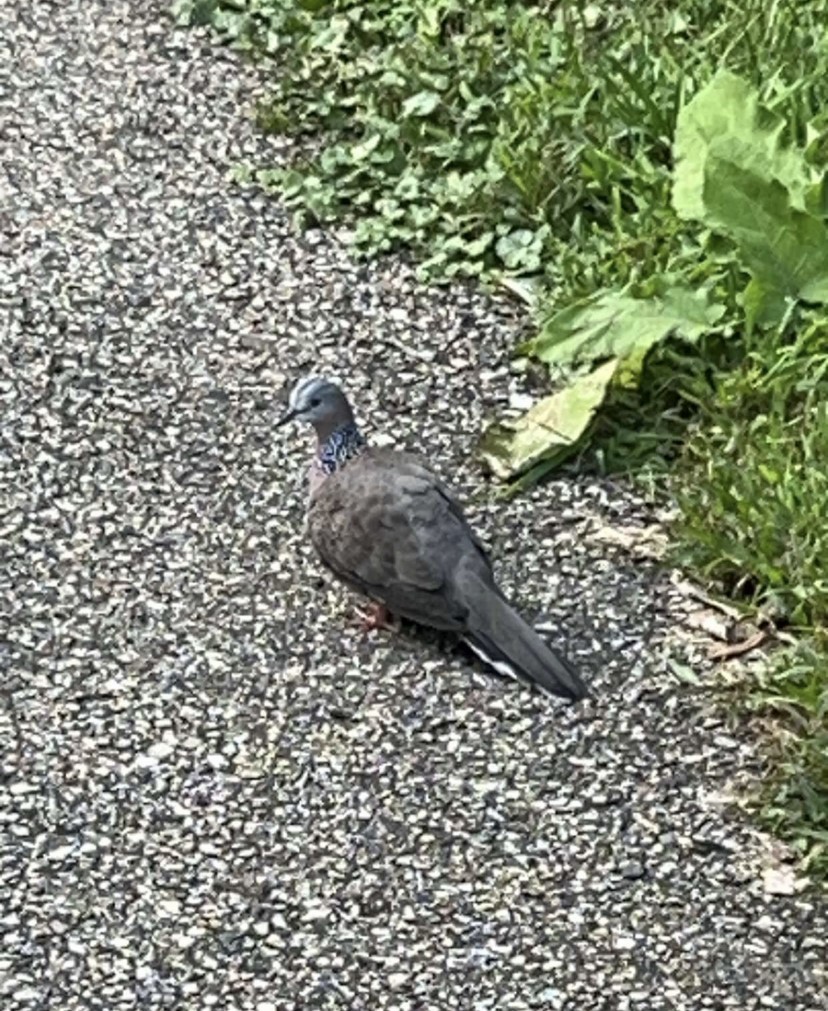 Spotted Dove - Fern DeRubeis