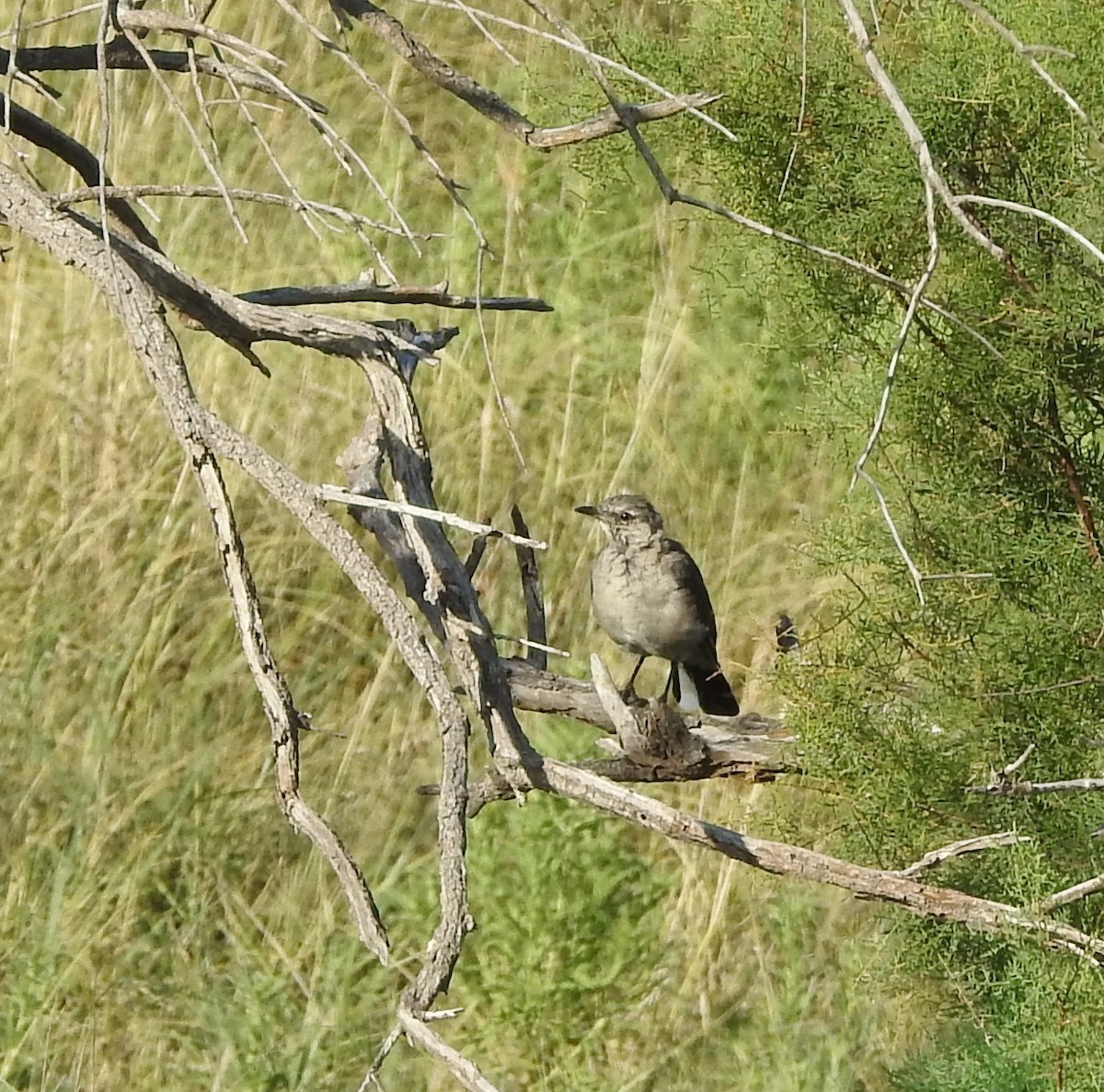 Northern Mockingbird - ML622740373