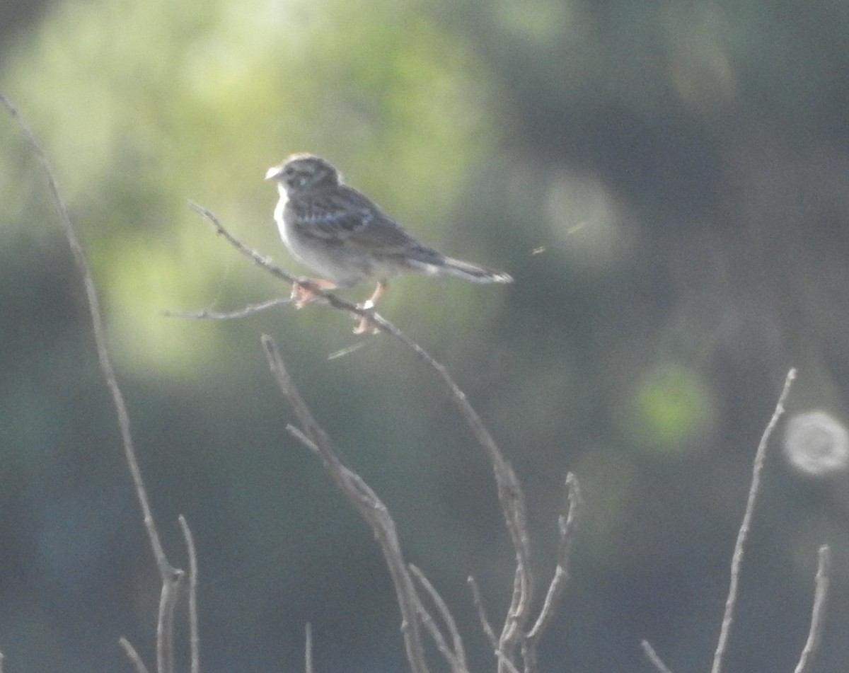 Lark Sparrow - ML622740378