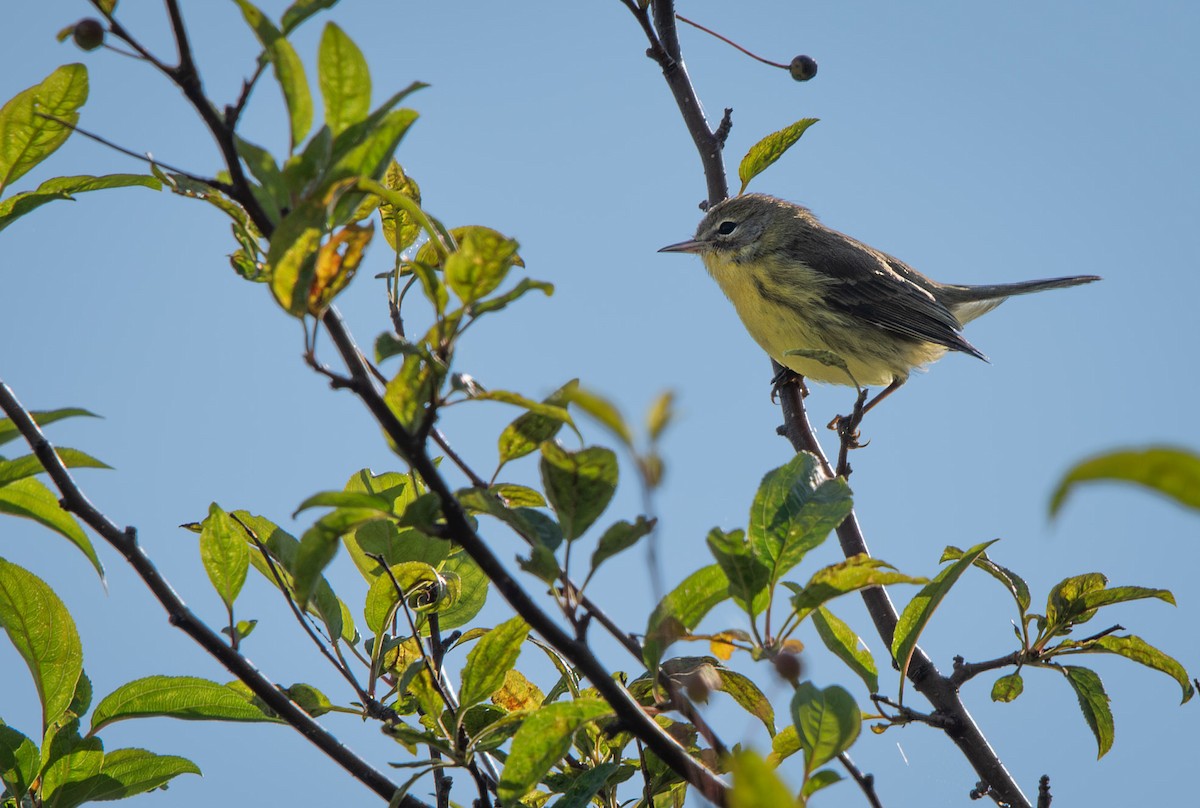 Prairie Warbler - ML622740382